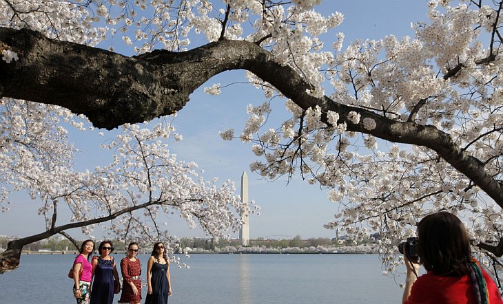 Фестиваль цветущей вишни в Вашингтоне