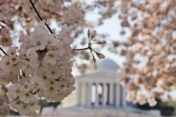 Фестиваль цветущей вишни в Вашингтоне
