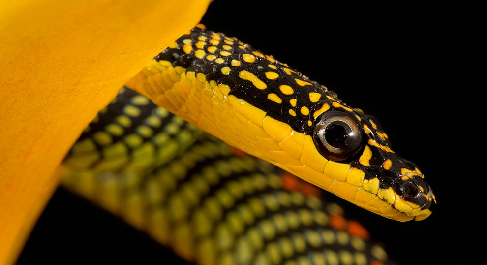 Райская древесная змея (Chrysopelea paradisi)