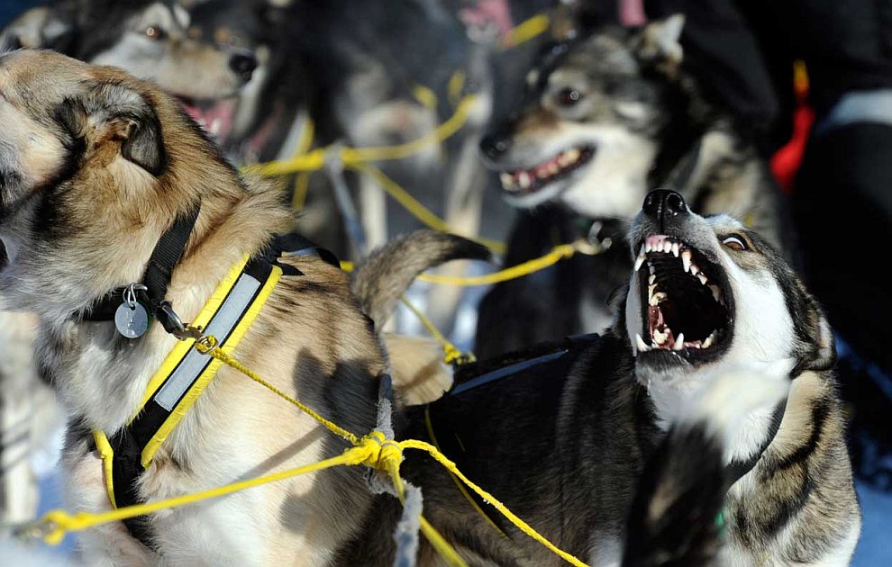Гонка на собачьих упряжках Айдитарод 2012