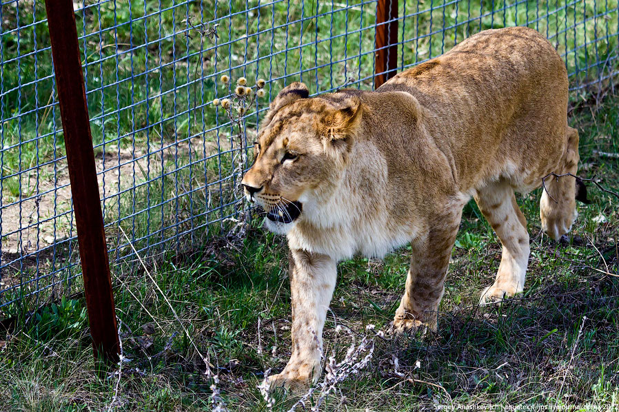 Сафари-парк львов в Крыму