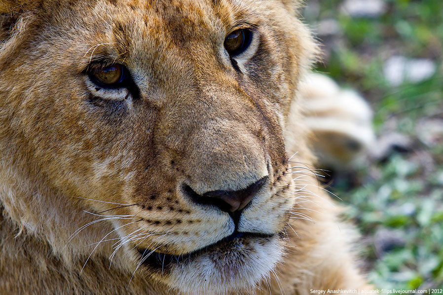 Сафари-парк львов в Крыму