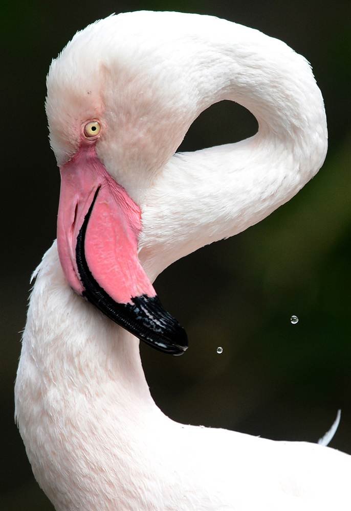 Застенчивый фламинго