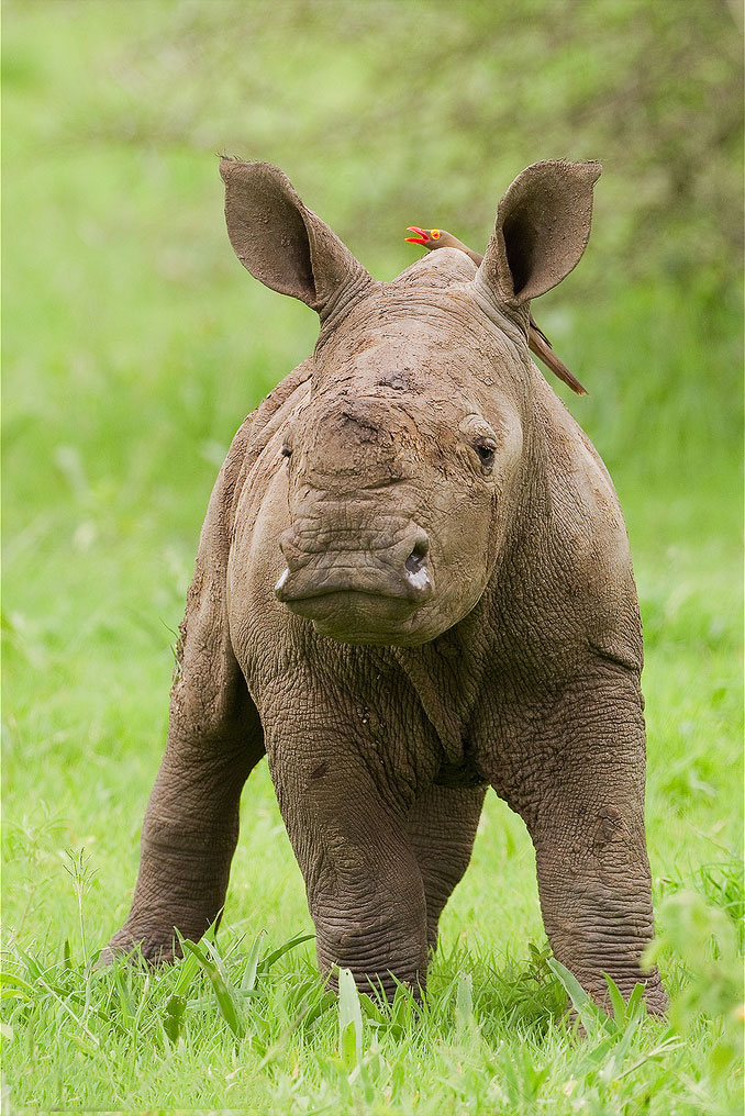 Маленький носорог