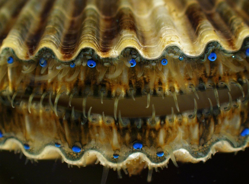 Гребешок из рода морских беспозвоночных животных класса двустворчатых моллюсков
