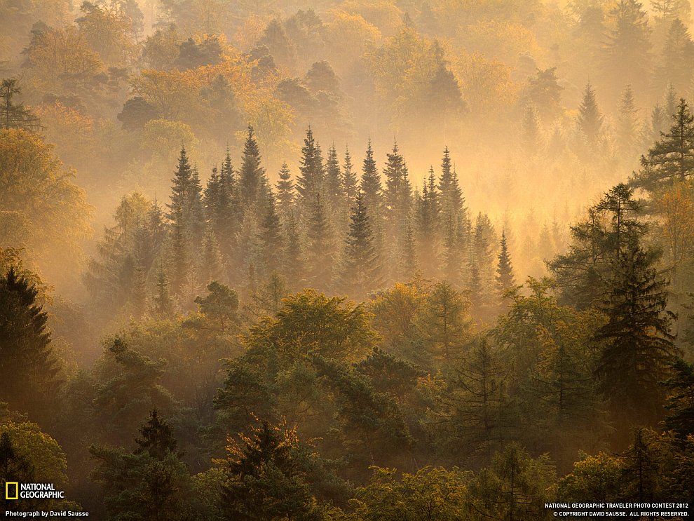 Утренний лес, Германия
