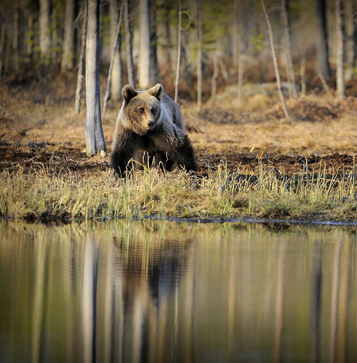 Медведь, Финляндия