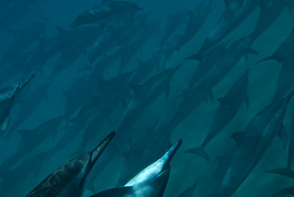 Гавайские дельфины
