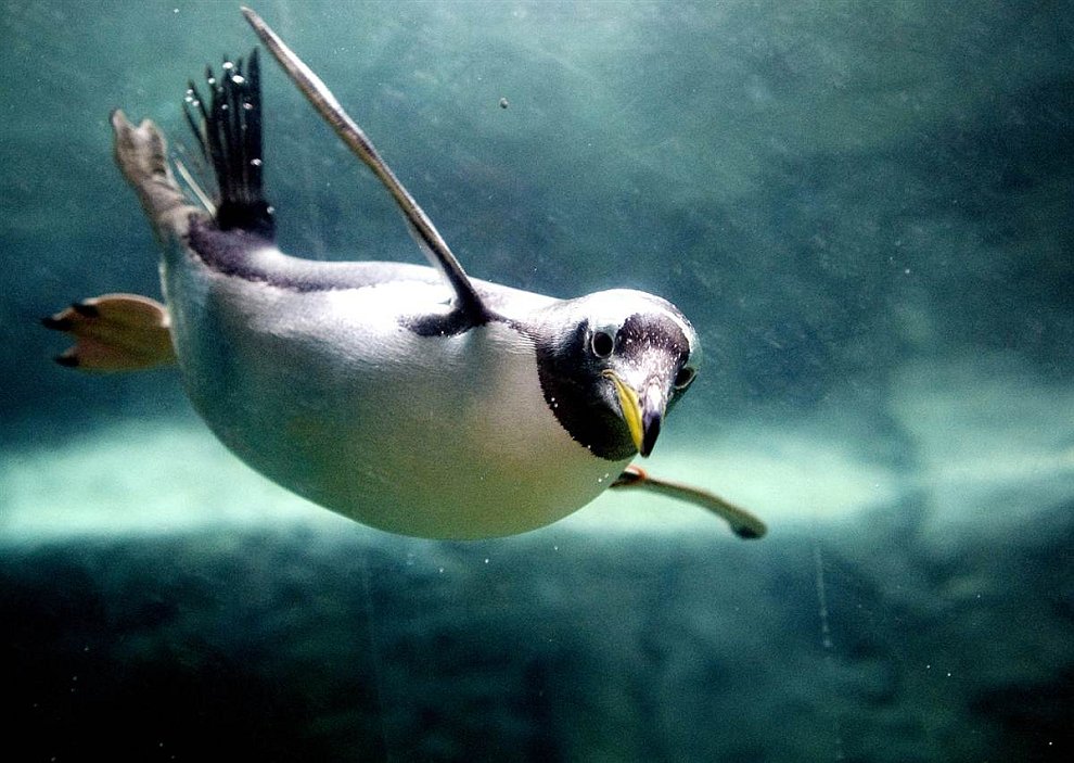 Парящий пингвин