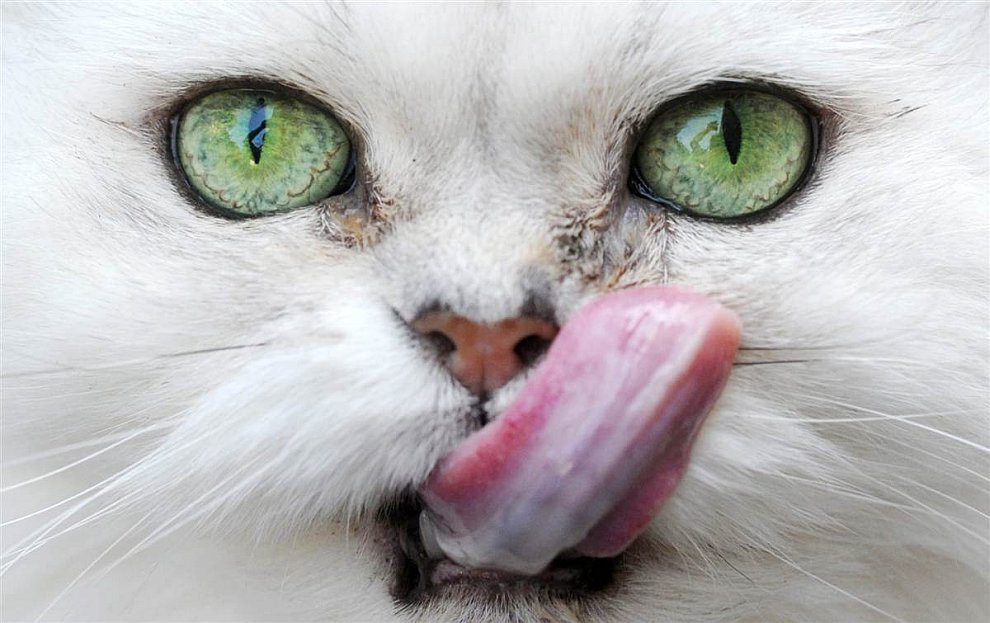 Портрет персидской кошки