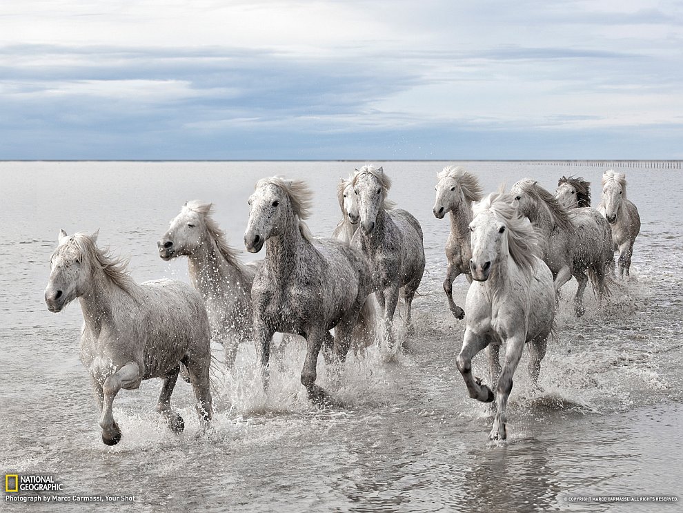 Дикие лошади, Франция