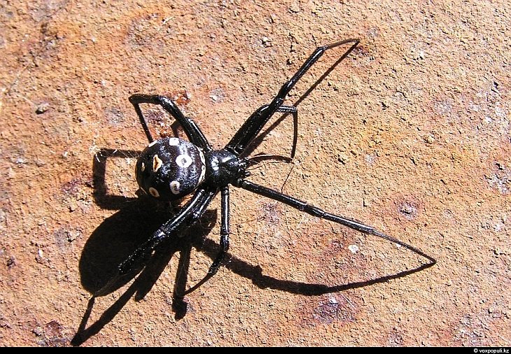 Черные пауки в доме виды - 56 фото