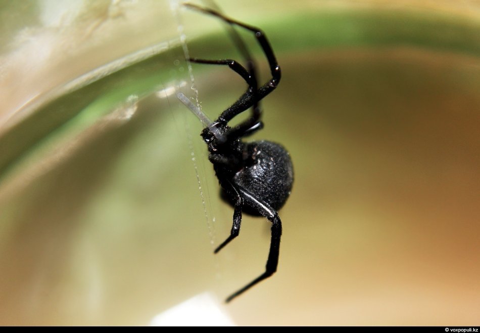 Ядовитые пауки в Казахстане