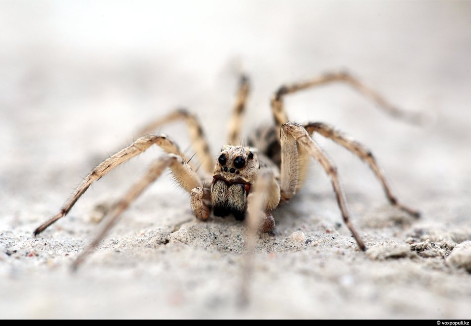 Тарантул — крупный паук семейства пауков-волков
