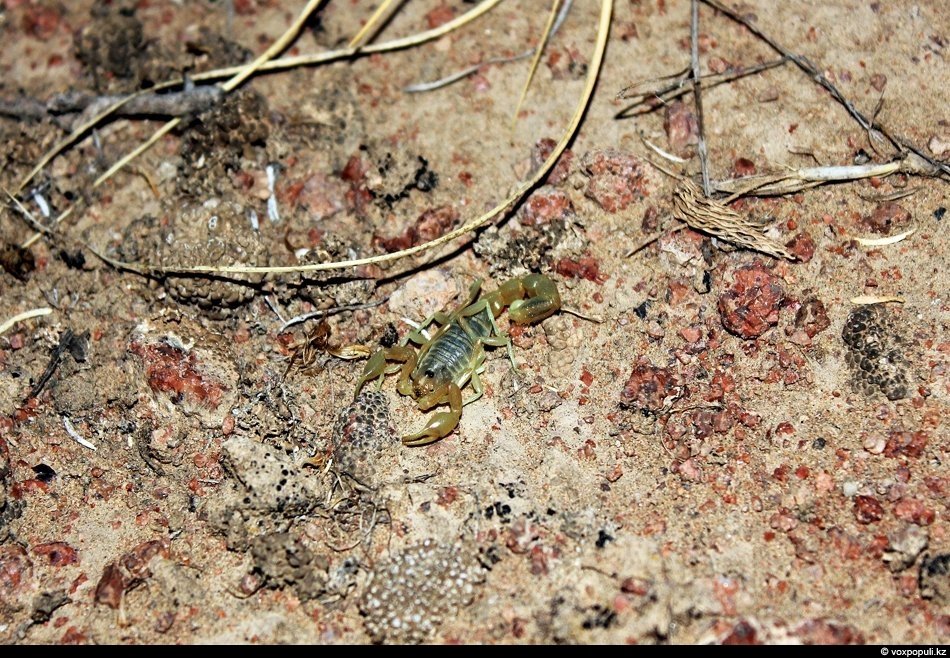 В Алматинской области наиболее распространены три вида скорпионов