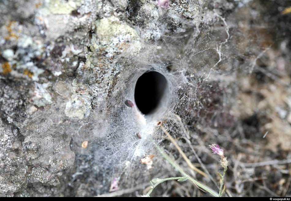 Гнездо паука агелены