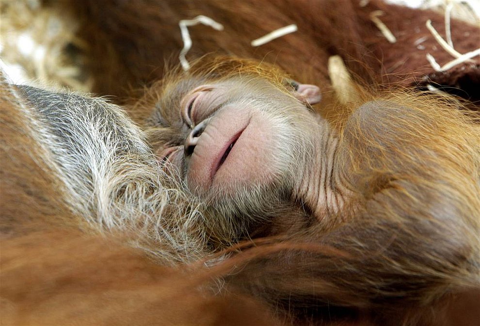 Шестидневный орангутанг с мамой
