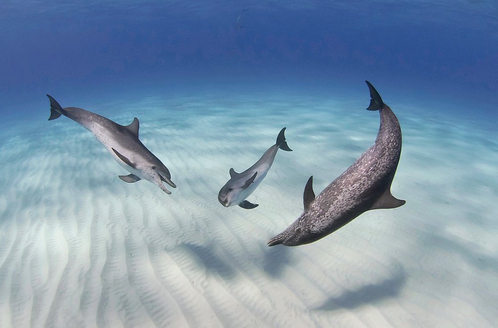 Атлантические Пятнистые дельфины