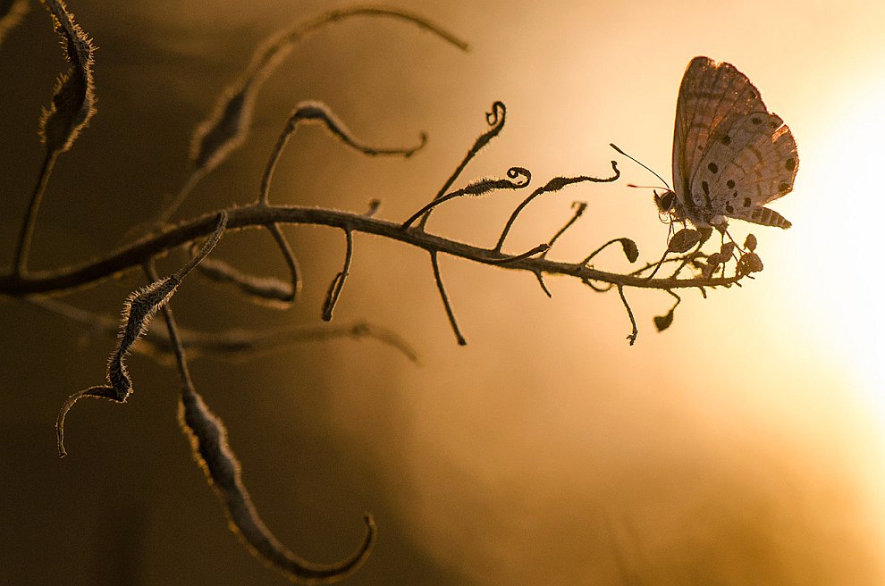 Бабочка на закате