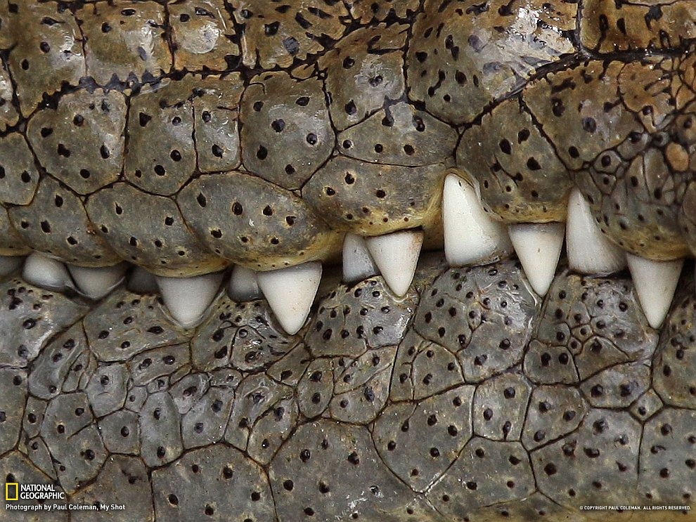 Зубастый крокодил, Серенгети