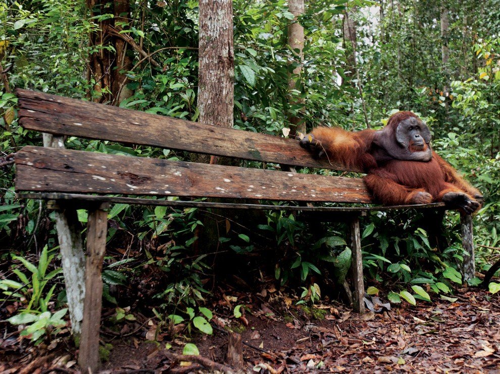 Орангутан, Индонезия
