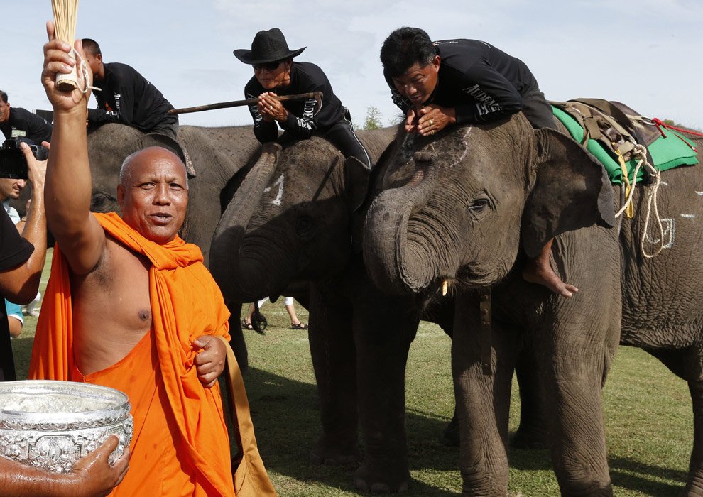 Поло на слонах 2012