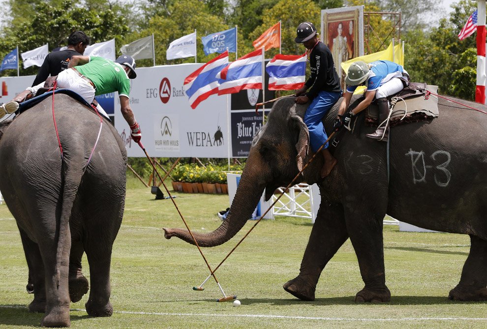 Поло на слонах 2012