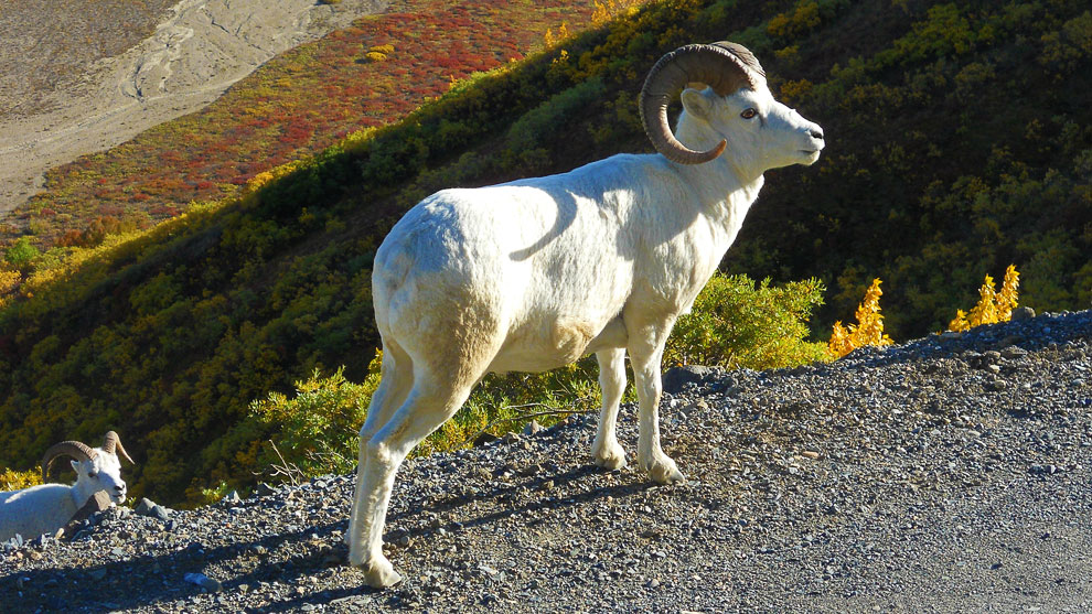 Дикая овца в в Национальном парке Денали (США)