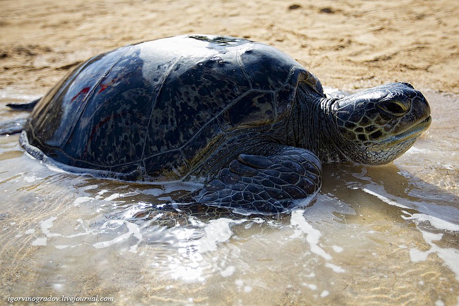 Зеленые морские черепахи в Индонезии