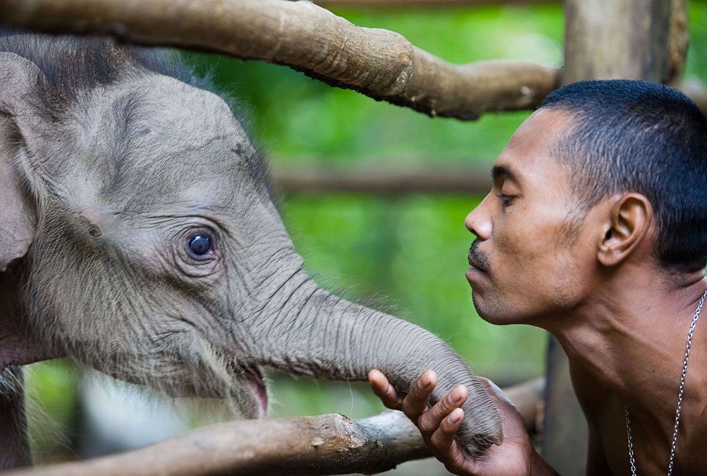 Осмотр 10-дневного слоненка, Индонезия