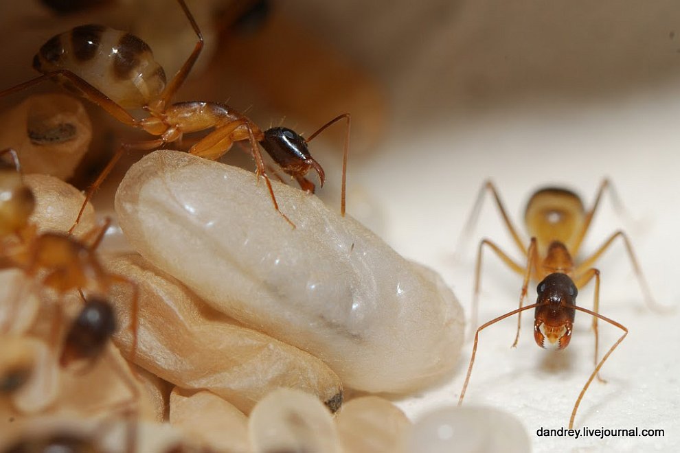 Как построить муравейник