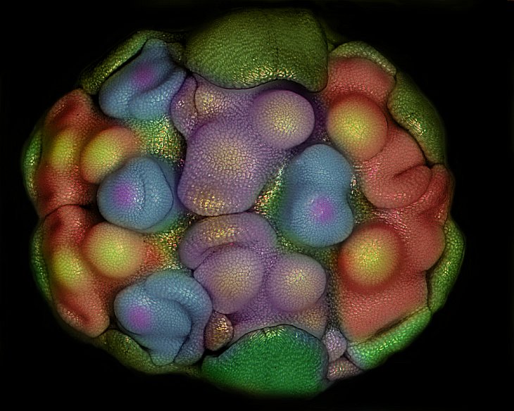 Цветочные зачатки (самый ранний этап развития растения) чеснока