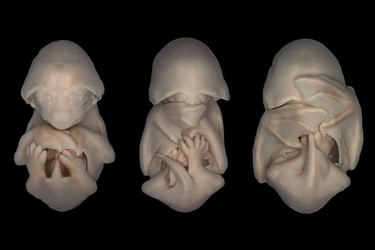 Эмбрионы летучей мыши Molossus rufus