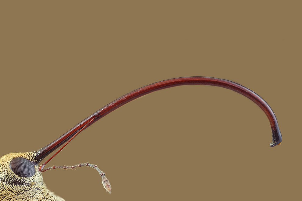Длинная головотрубка жука-долгоносика
