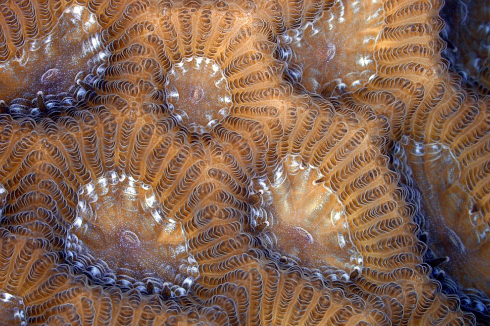 Мягкие ткани коралла-мозговика Goniastrea