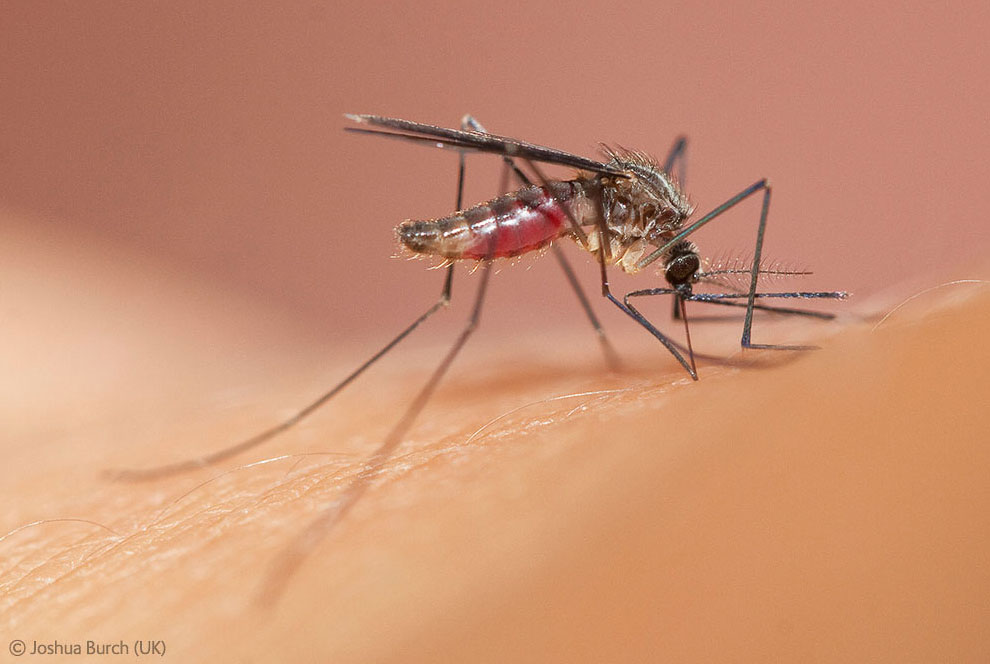 Макро-фотография комара