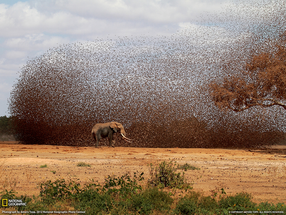 огромная стая красноклювых ткачиков и африканский слон в национальном парке Тсаво, Кения