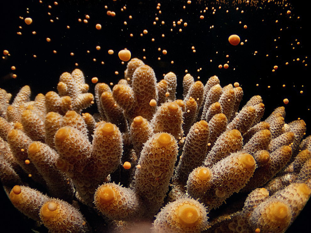 Раз или два в год неподвижные каменистые кораллы устраивают массовую оргию размножения
