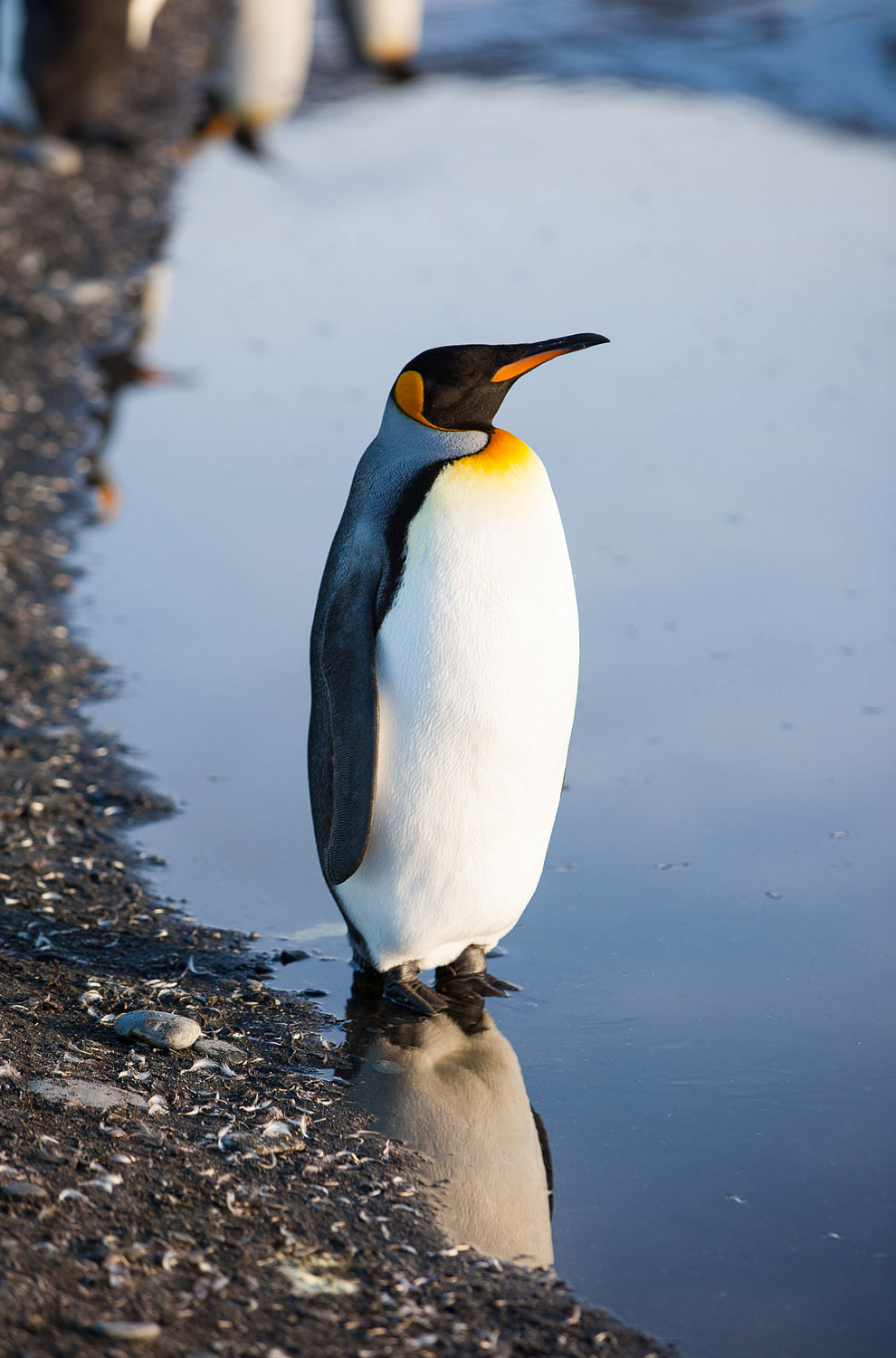 Пингвины в Антарктиде