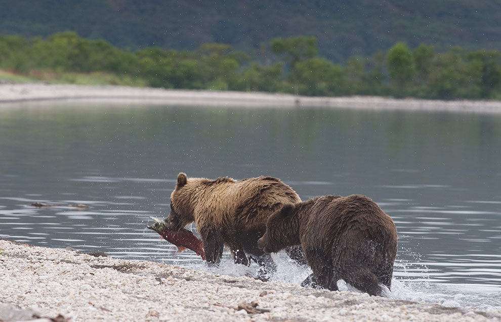 Медведи на Камчатке. Часть 2