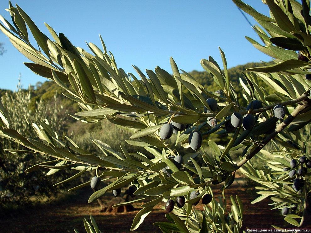 Как растут оливки