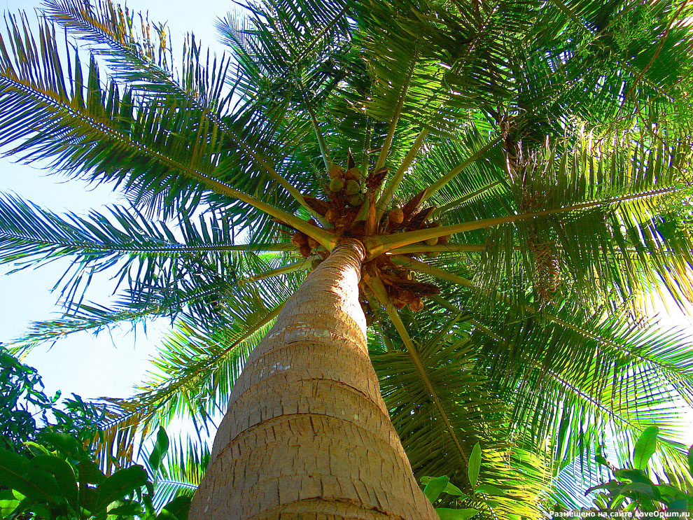 Там, где растет кокос