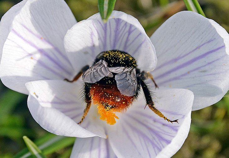 Шмель собирает пыльцу с цветущих крокусов в первый день весны в Гельзенкирхене, Германия