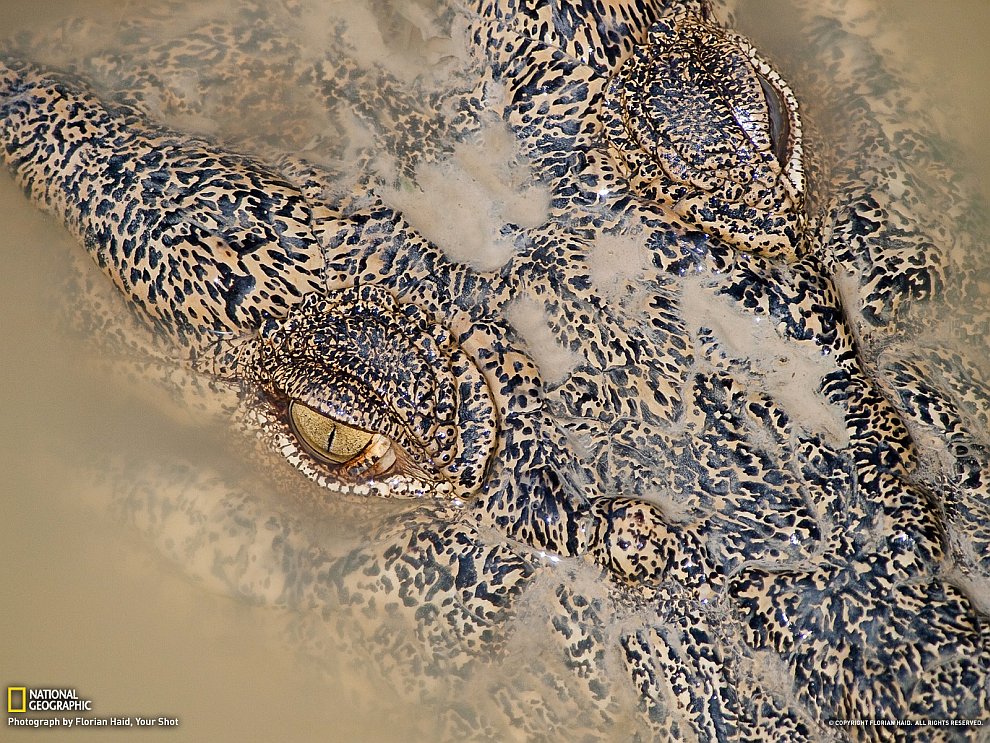 Крокодил, Австралия