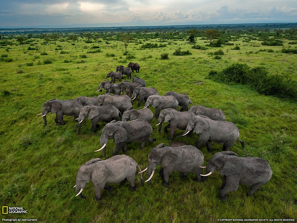 Стадо слонов, Уганда