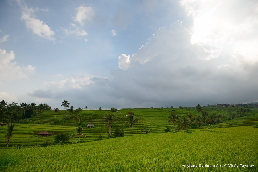 Рисовые террасы в Индозении — всемирное наследие ЮНЕСКО
