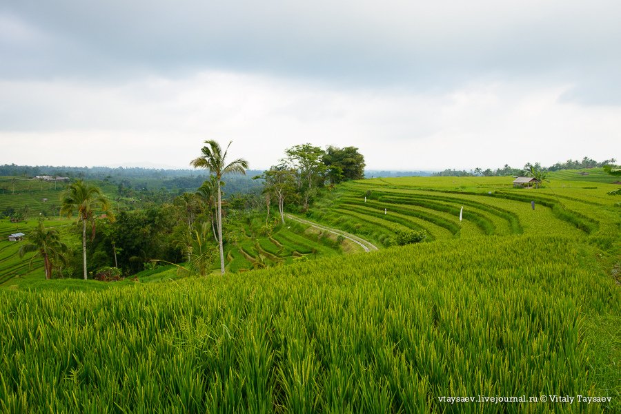 Рисовые террасы в Индозении — всемирное наследие ЮНЕСКО