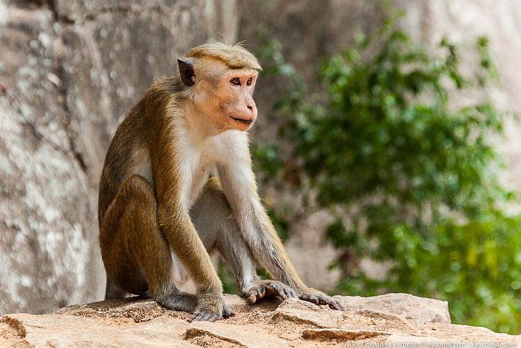 По дороге в Сигирию вас встречают обезьяны