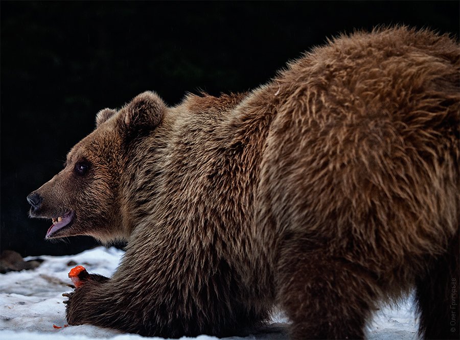 Реабилитационный центр для бурых медведей