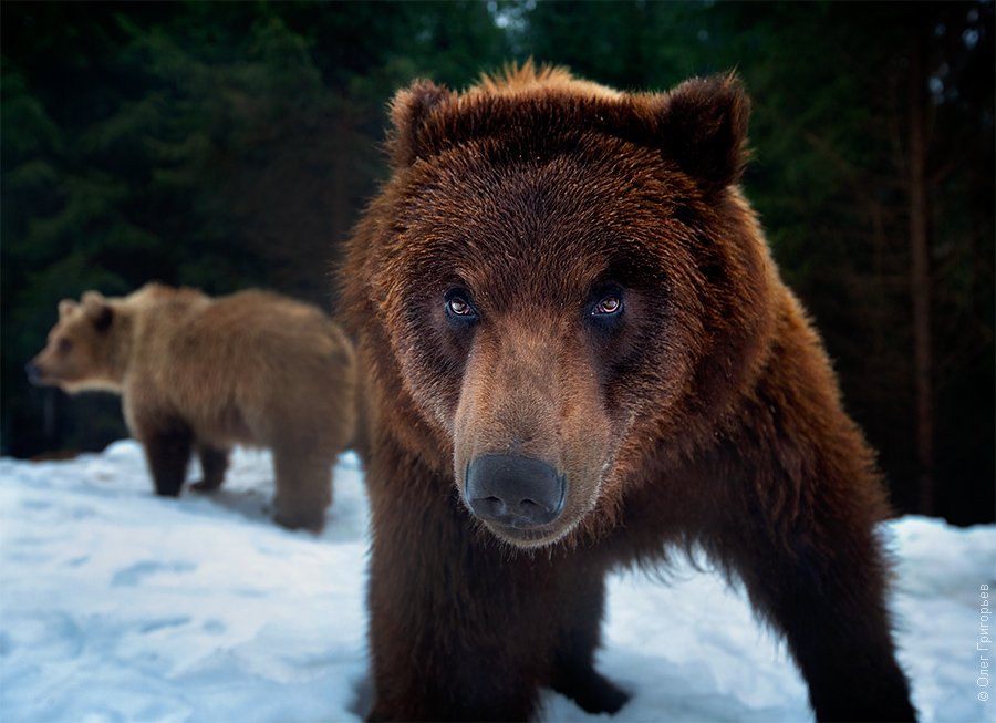 Реабилитационный центр для бурых медведей
